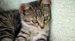 Мачката избега од дома како да најде што да прави